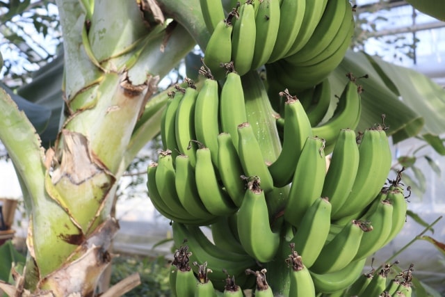 バナナペーパーは環境に優しい